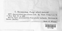 Trichoderma polysporum image